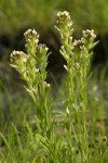 Cusick's Paintbrush