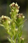 Cusick's Paintbrush