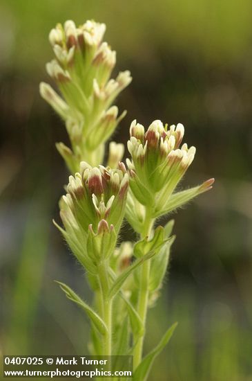 Castilleja cusickii