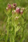 Cusick's Paintbrush