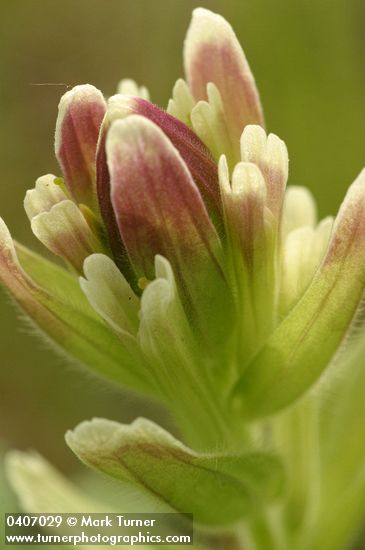 Castilleja cusickii