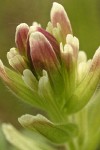 Cusick's Paintbrush bracts & blossoms detail