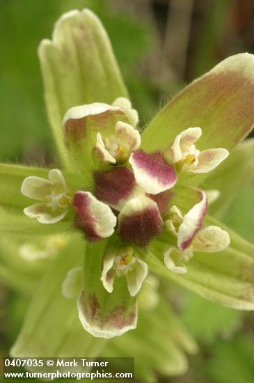 Castilleja cusickii