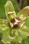 Cusick's Paintbrush bracts & blossoms detail, top view