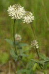 Woollyhead Clover