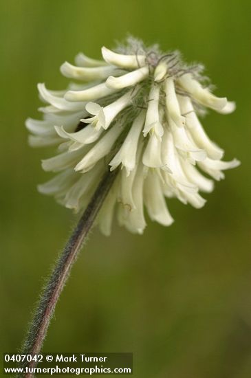 Trifolium eriocephalum ssp. arcuatum (T. eriocephalum var. piperi)