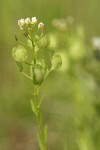 Field Pennycress blossoms & immature silicles detail