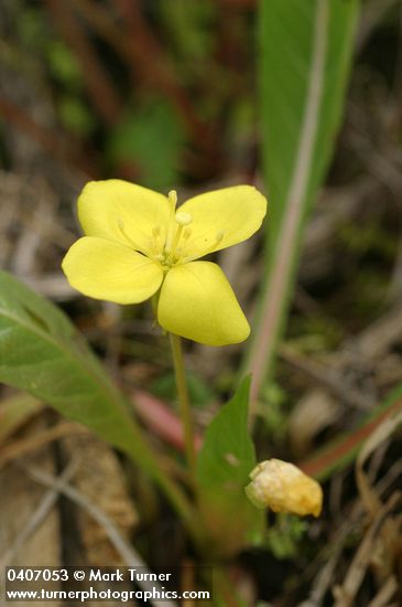 Camissonia subacaulis