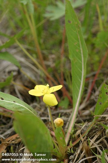 Camissonia subacaulis