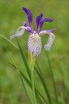 Rocky Mountain Iris blossom