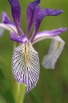 Rocky Mountain Iris blossom detail