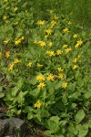 Heart-leaved Arnica