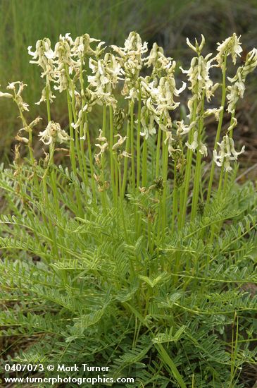 Astragalus canadensis