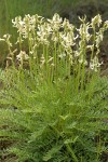 Canadian Milkvetch