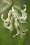 Canadian Milkvetch blossoms