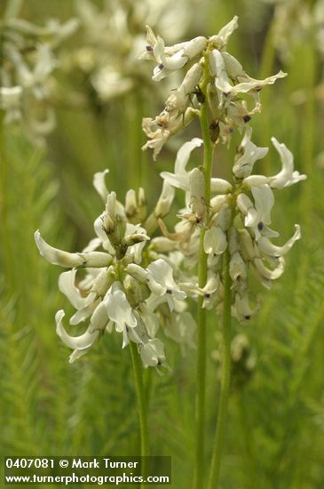 Astragalus canadensis