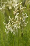 Canadian Milkvetch blossoms