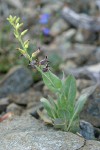 Heart-leaved Jewel Flower