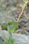 Heart-leaved Jewel Flower