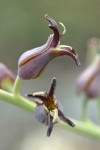 Heart-leaved Jewel Flower blossoms detail