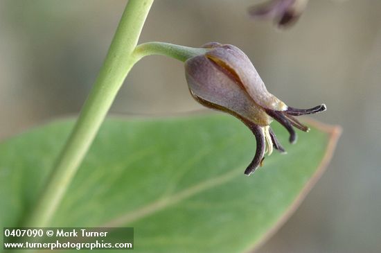 Streptanthus cordatus