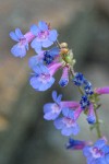 Low Penstemon blossoms