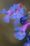 Low Penstemon blossoms extreme detail