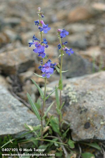 Penstemon humilis