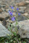 Low Penstemon