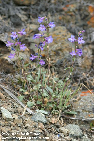 Penstemon humilis