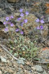 Low Penstemon