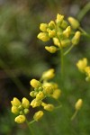 Denseleaf Draba blossoms