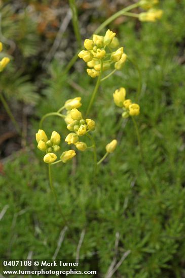 Draba densifolia