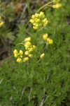 Denseleaf Draba