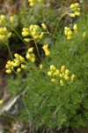 Denseleaf Draba