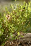 Grouseberry