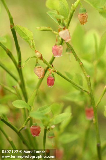 Vaccinium scoparium