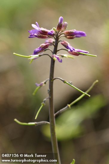 Arabis divaricarpa