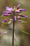 Spreading-pod Rockcress blossoms & immature siliques