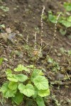 Cross-shaped Mitella