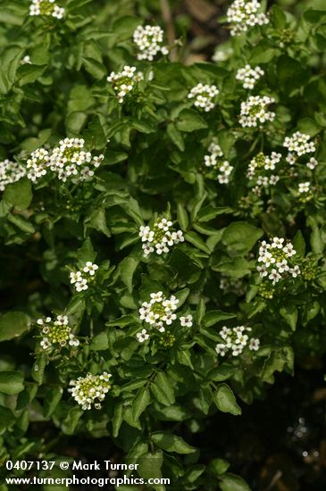 Cardamine breweri