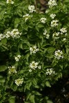 Brewer's Bittercress