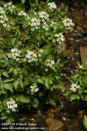 Cardamine breweri