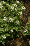 Brewer's Bittercress