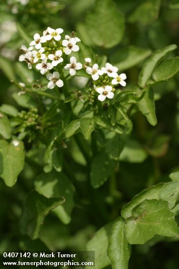 Cardamine breweri