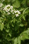 Brewer's Bittercress blossoms & foliage