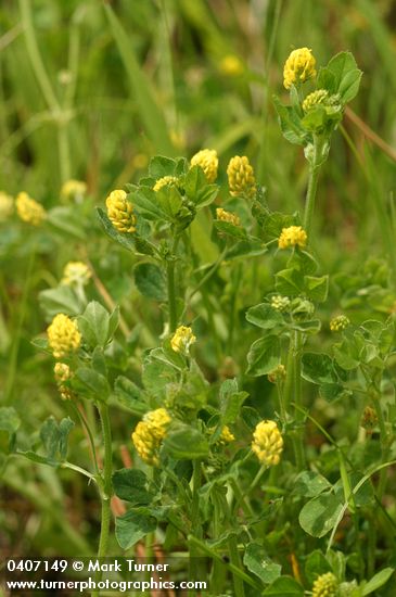 Medicago lupulina