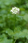 Large Mountain Bitter Cress blossoms & foliage