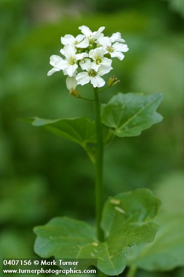 Cardamine cordifolia