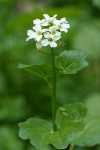 Large Mountain Bitter Cress blossoms & foliage